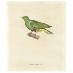 Rare Ornithological Illustration of the Male Dwarf Pigeon (Colombe naine), 1838