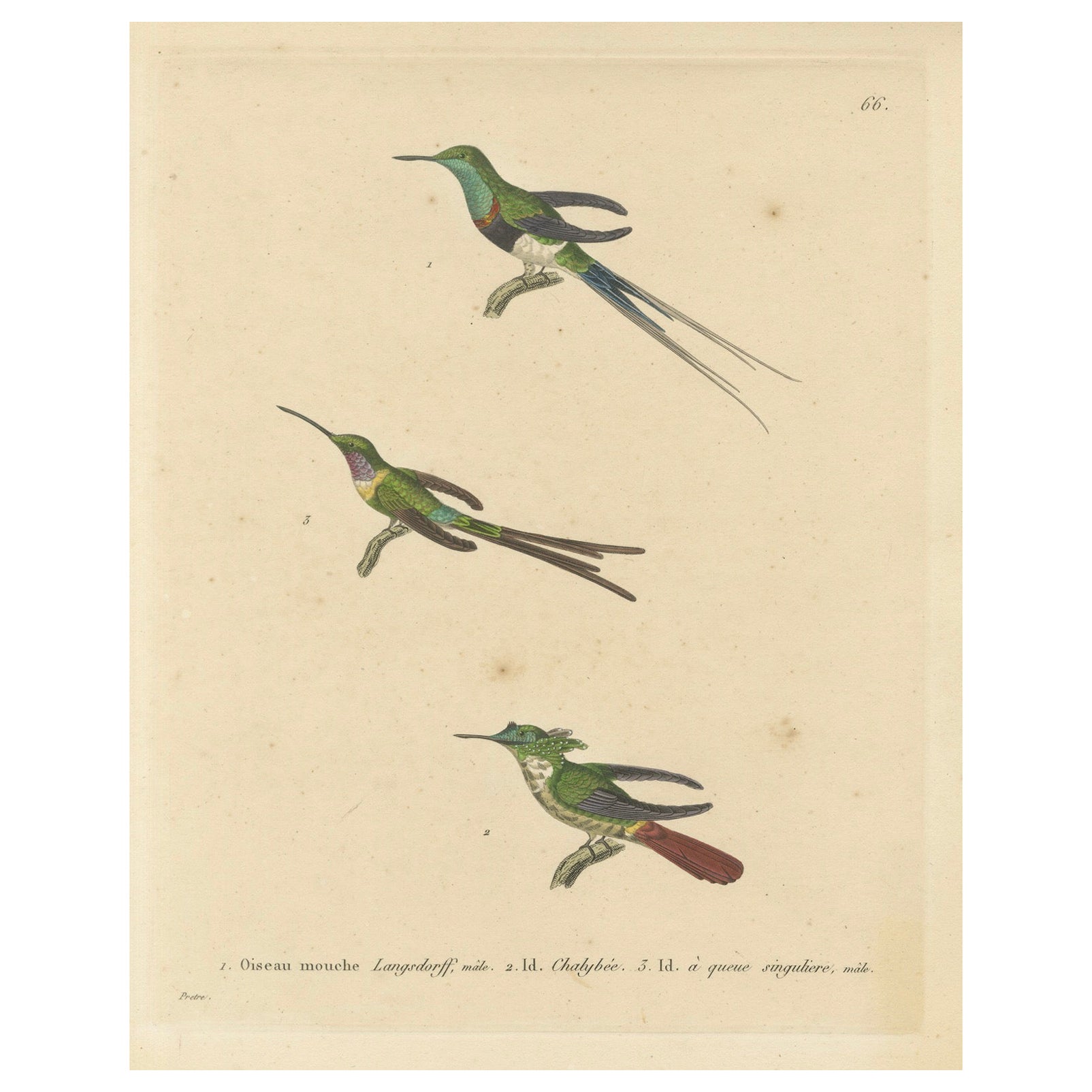 Incisioni di colibrì di Huet e Prêtre: Langsdorff, Calibrato, Unica coda