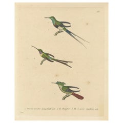 Kolibri-Gravuren von Huet und Prêtre: Langsdorff, Chalybeate, Einschwänzler