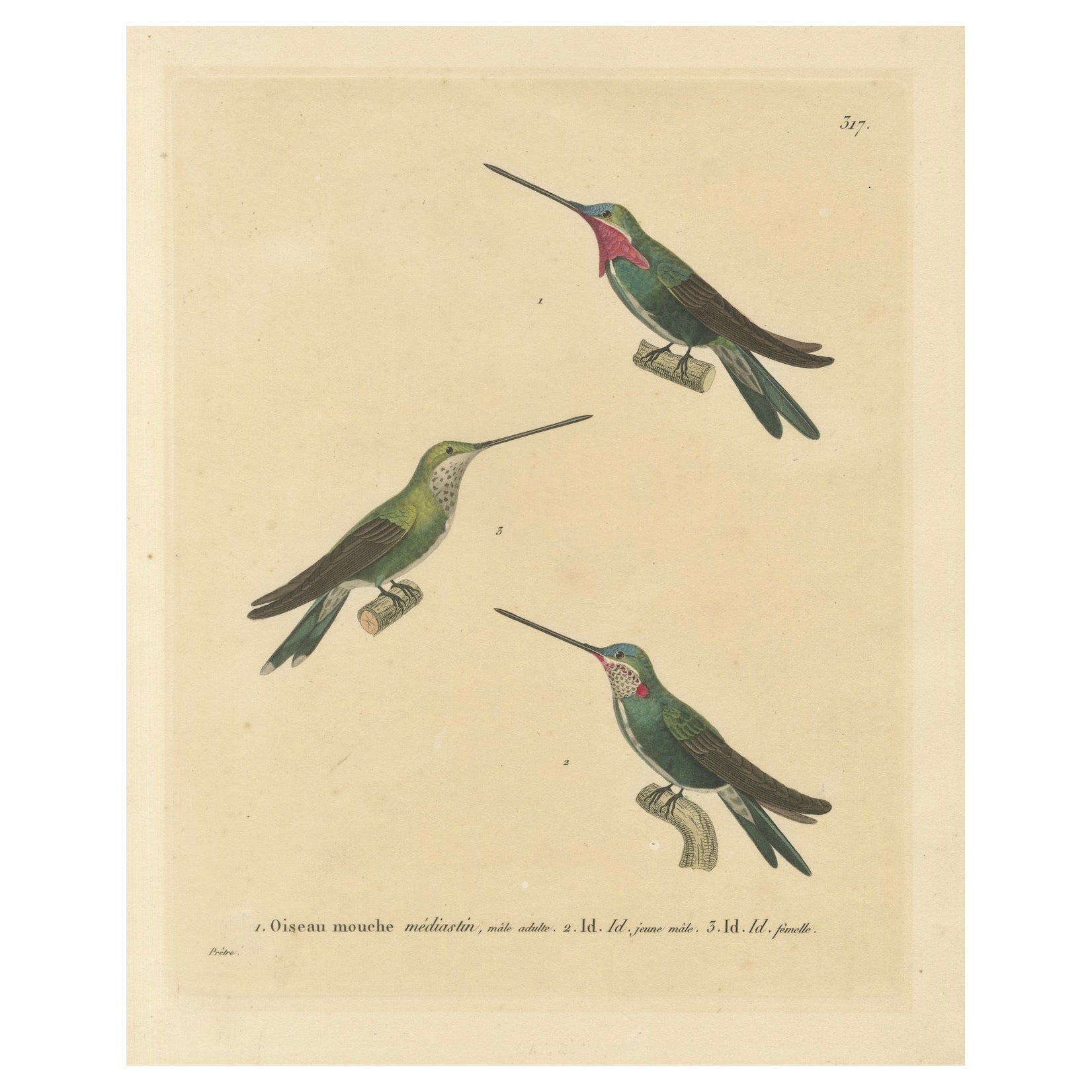 Illustrazioni di colibrì: Adulto, giovane maschio e femmina di Huet & Prêtre, 1838 in vendita