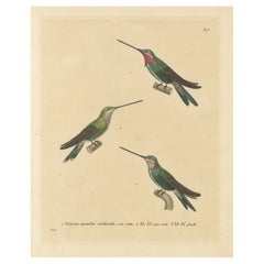 Kolibri-Abbildungen: Erwachsene, junge Männchen und Weibchen von Huet & Prêtre, 1838