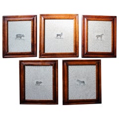 19th Century English Zoological Drawings Taxidermy Curio Folk Art