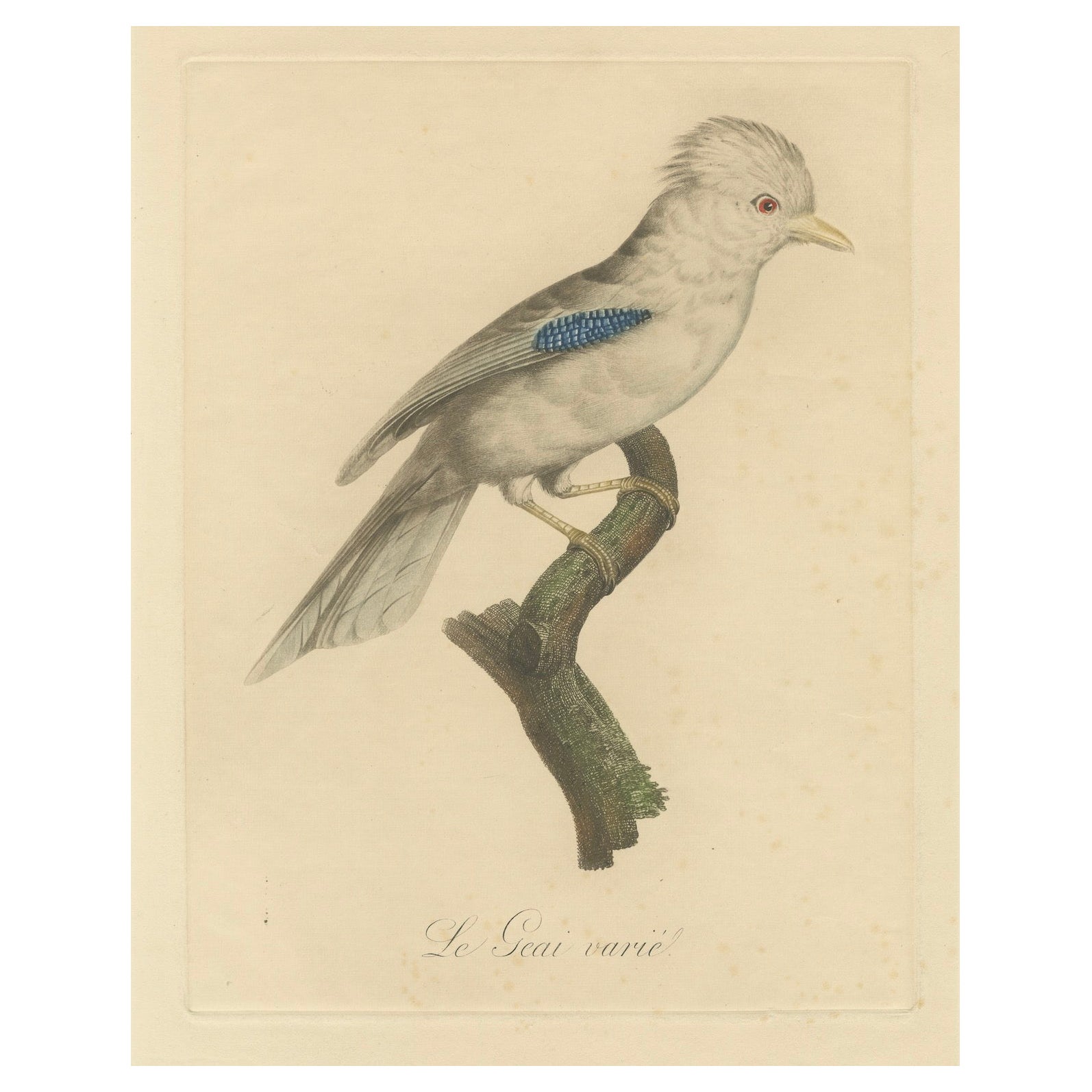 Le Geai varié (The Varied Jay): A 19th-Century Hand-Colored Bird Print