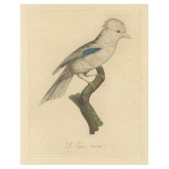 The Geai varié : Une estampe d'oiseau colorée à la main du 19e siècle