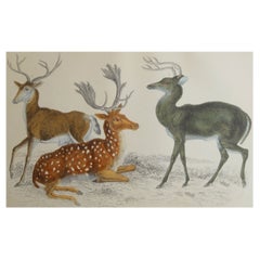 Original Antique Print of Deer, 1847 'Unframed'