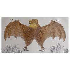 Original Antique Print of a Bat, 1847 'Unframed'