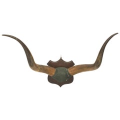 Placca da parete rustica a forma di corno lungo