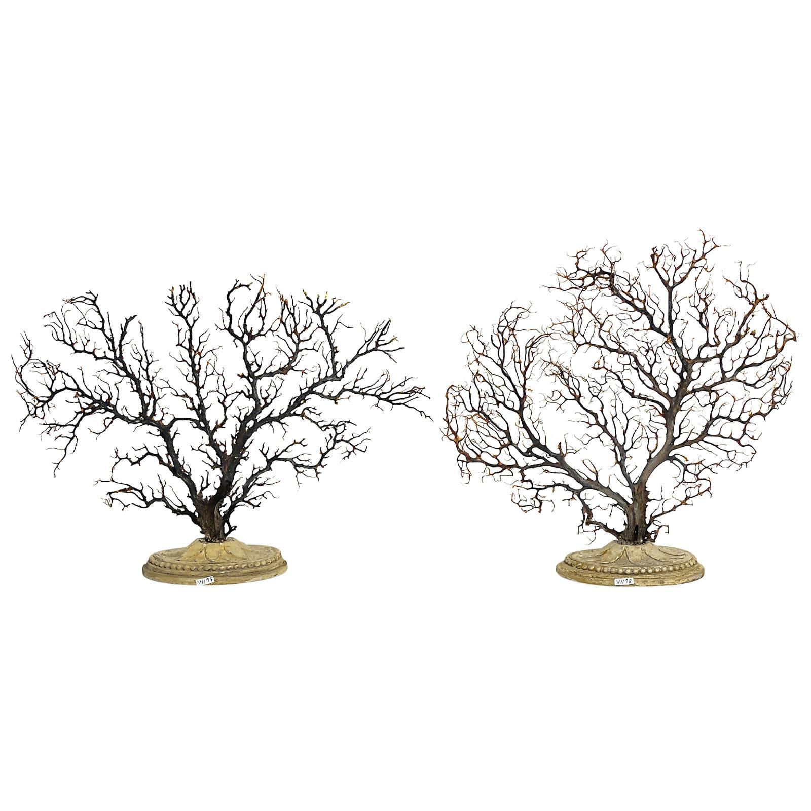 Pair of Beautiful Wunderkammer Natural Specimen, Big Horny Coral Branches
