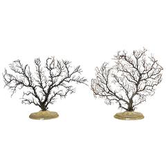 Antique Pair of Beautiful Wunderkammer Natural Specimen, Big Horny Coral Branches