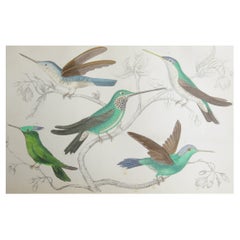 Original Antique Print of Hummingbirds, 1847, 'Unframed'