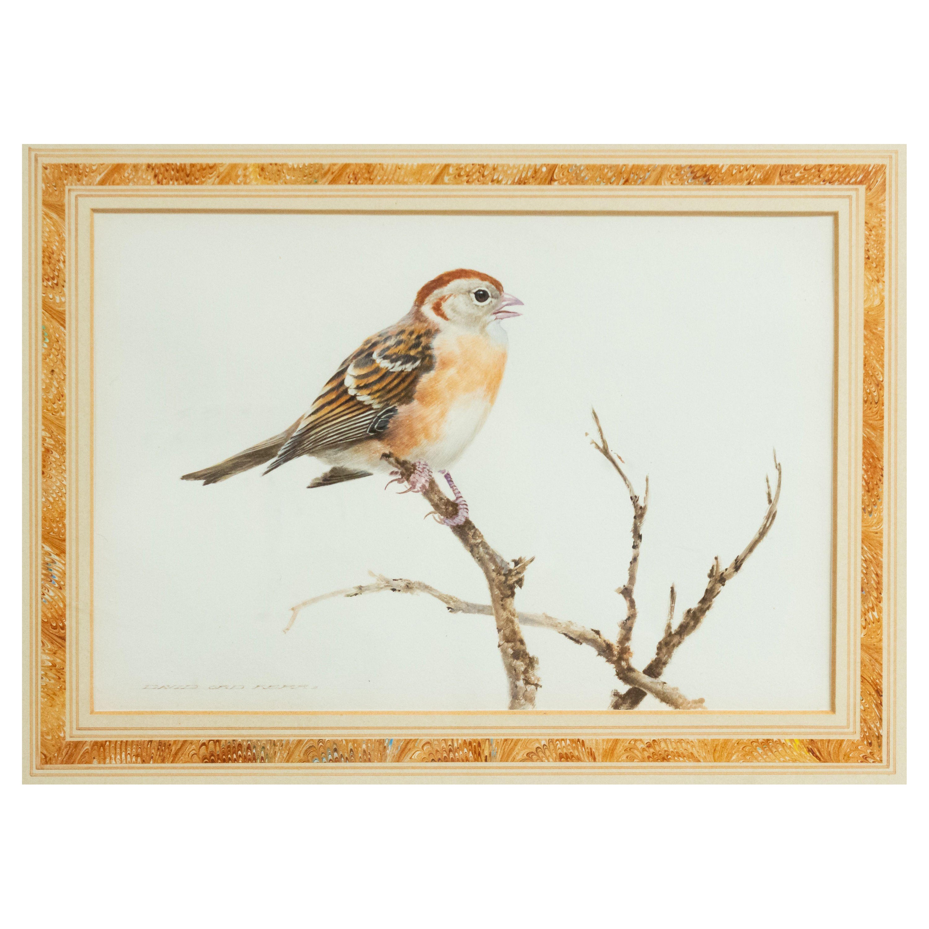 Acuarela inglesa victoriana de pájaros