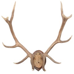 Mid-Century Modern White Tail Deer Buck Antlers Horns on Wall-Mounted Plaque