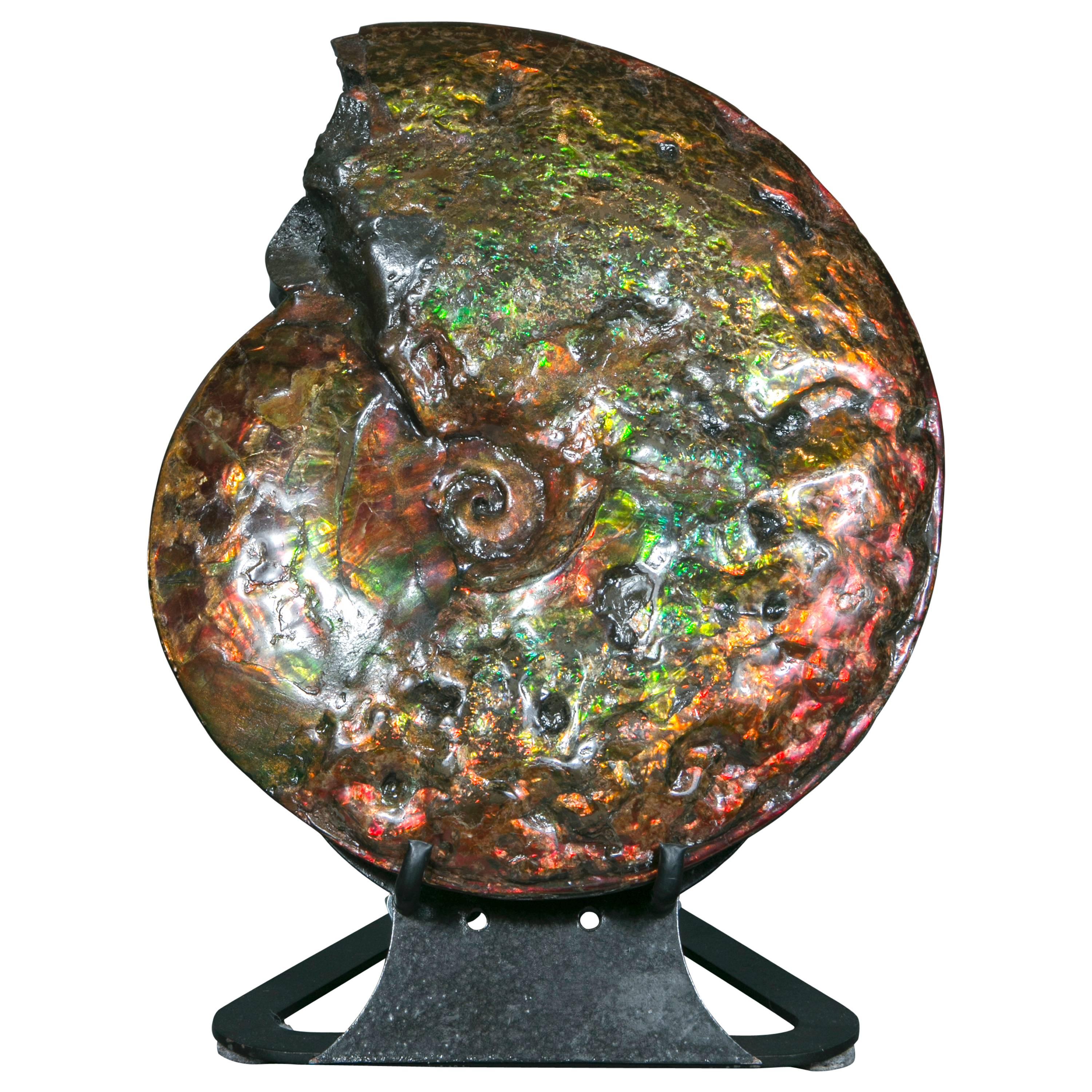 Exceptional Ammonite Fossil from Canada