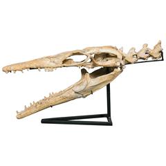 Fossil Skull of Halijsaurus on a Stand