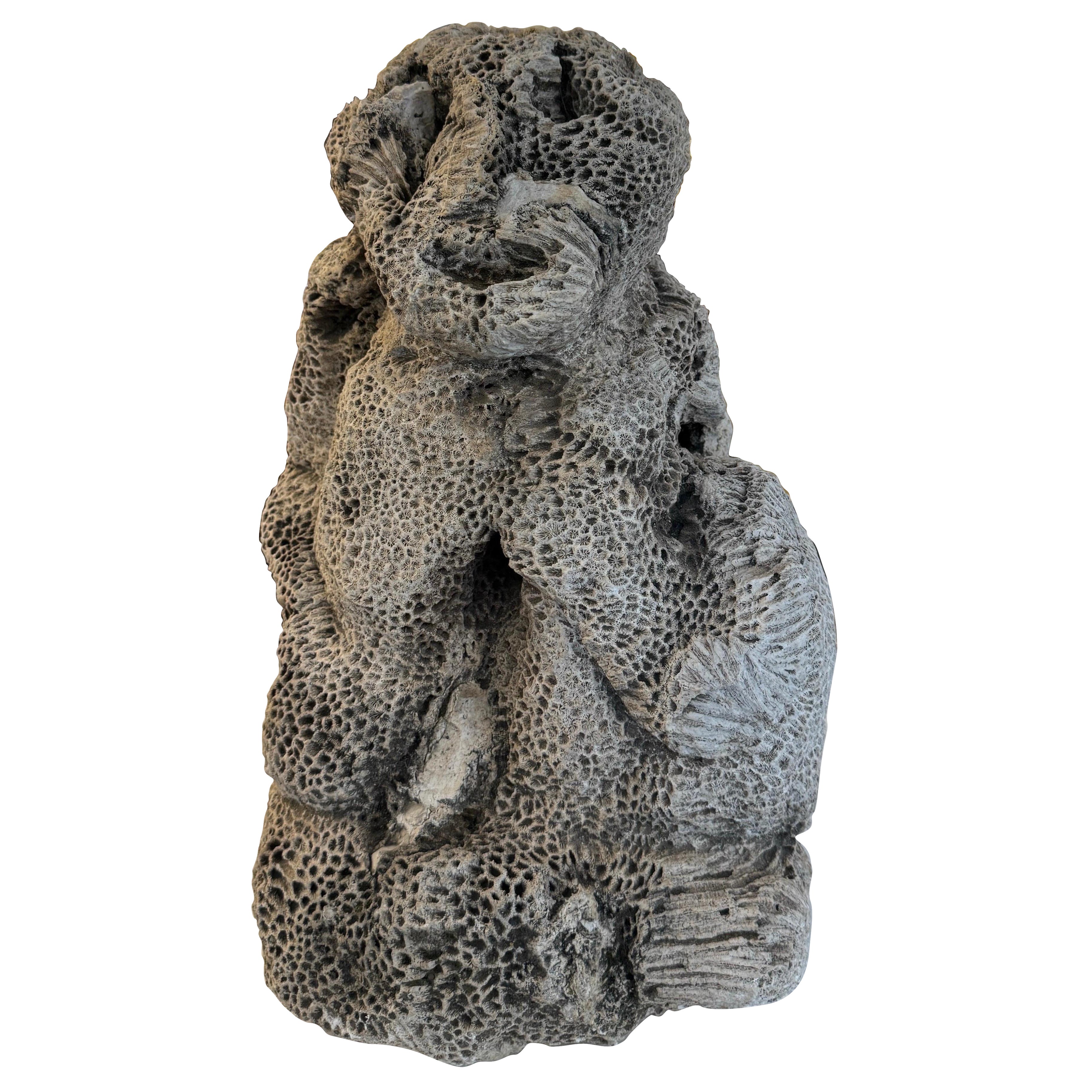 Natural brain coral in the form of a sitting monkey For Sale