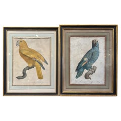 19th Century French Hand Colored Parrot Engravings by J. Barraband, Set of Two