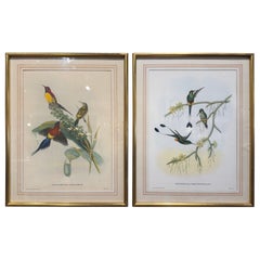 Pair of 19th Century John Gould, H. C. Richter Hand-Colored Bird Lithographs