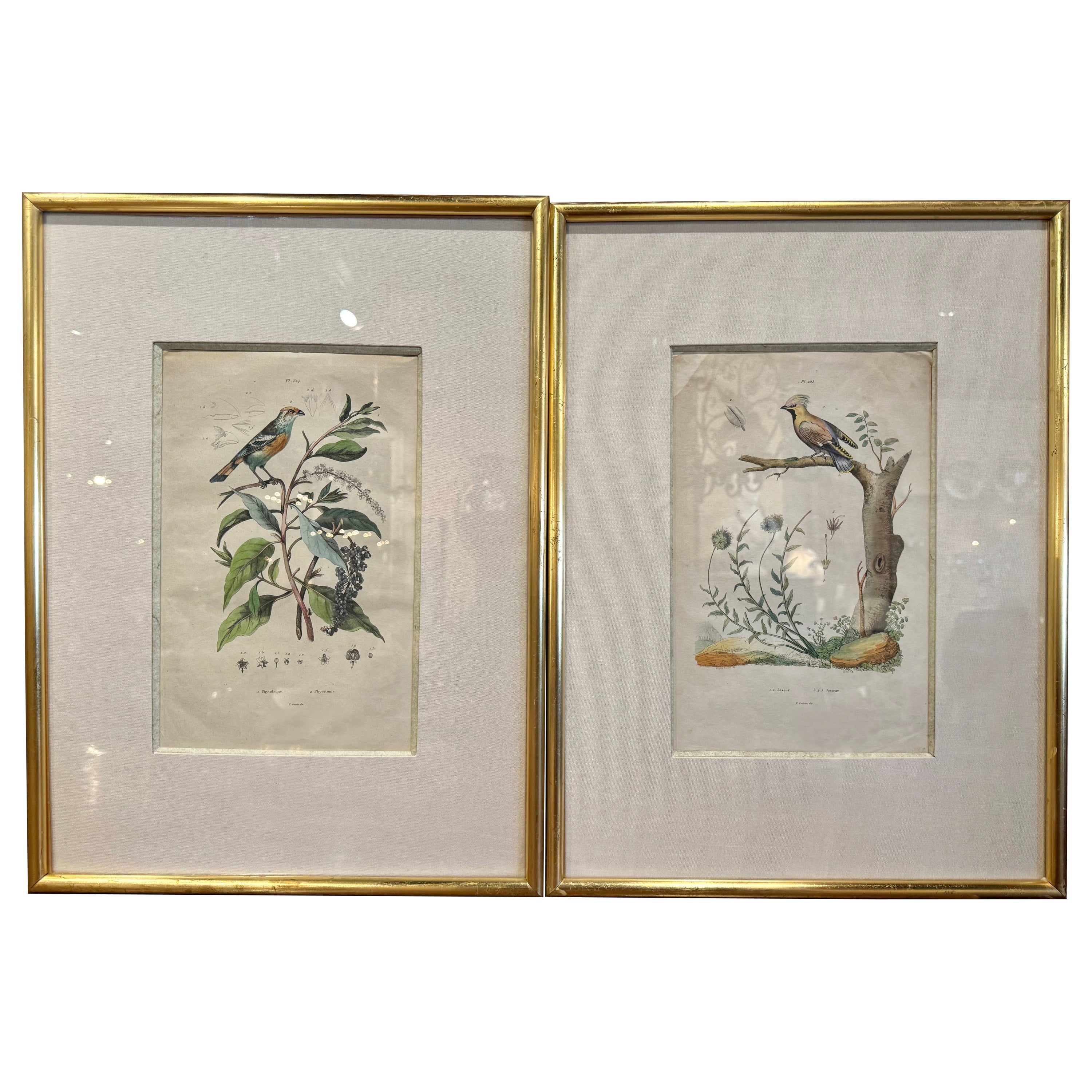 Pair of Early 20th Century French Hand-Colored Bird Framed Prints by E. Guerin For Sale