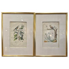 Antique Pair of Early 20th Century French Hand-Colored Bird Framed Prints by E. Guerin