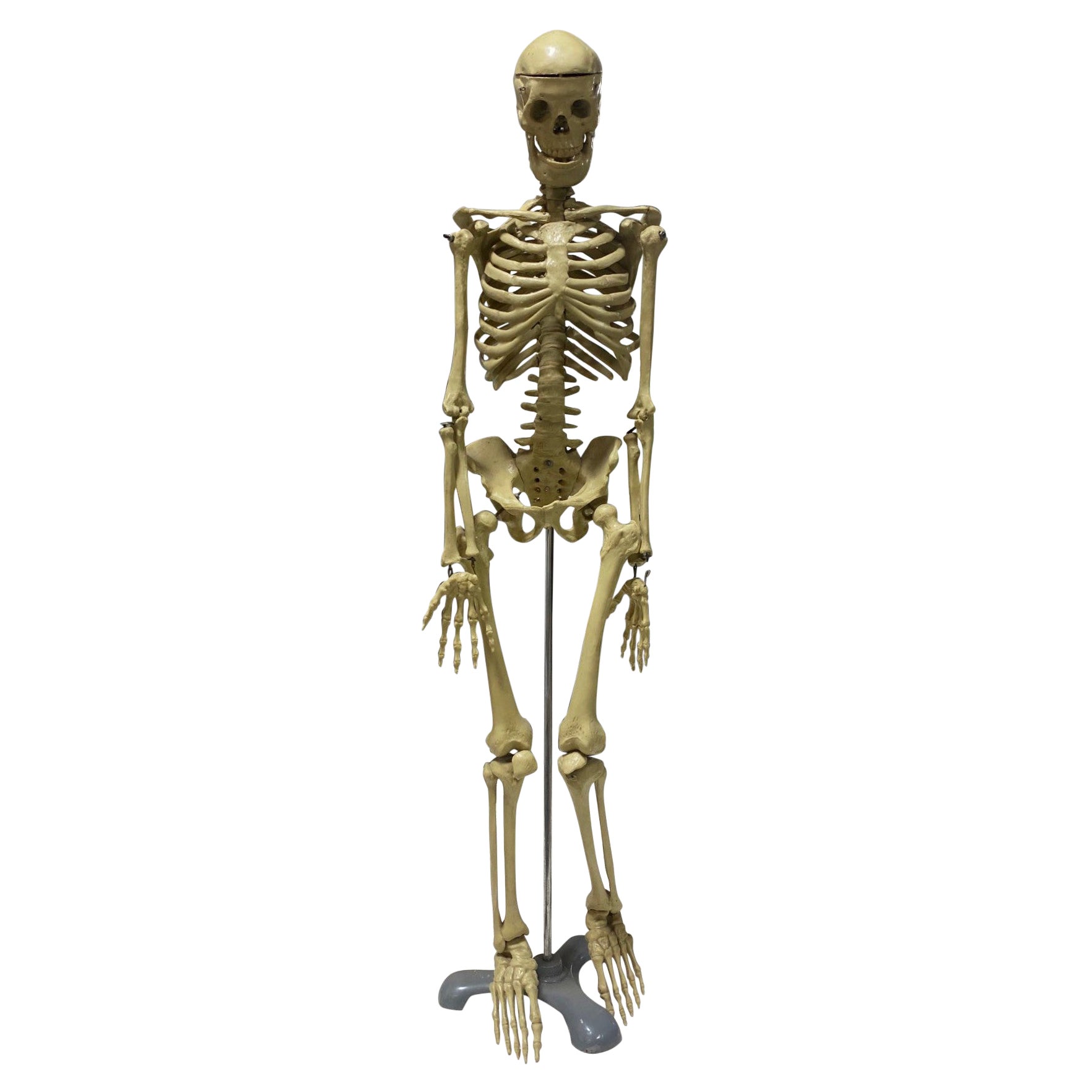 Modelo Anatómico Esqueleto Humano Esculpido en Soporte de Exposición en venta