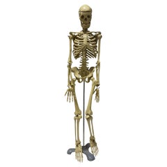 Anatomic Model Human Skeleton Sculpure on Display Stand