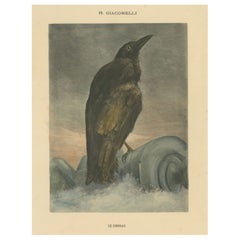 Majestic Raven on the Crest of a Wave - Vintage Giacomelli Ornithological Print