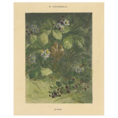Sparrows Amidst Blackberry Bushes - Vintage Giacomelli Ornithological Print