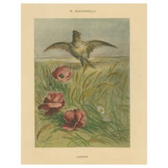 Lark Among Poppies - Exquisite Giacomelli Ornithological Print, Circa 1891