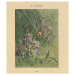 De délicates iris avec oiseaux - ancienne impression botanique et ornithologique de Giacomelli