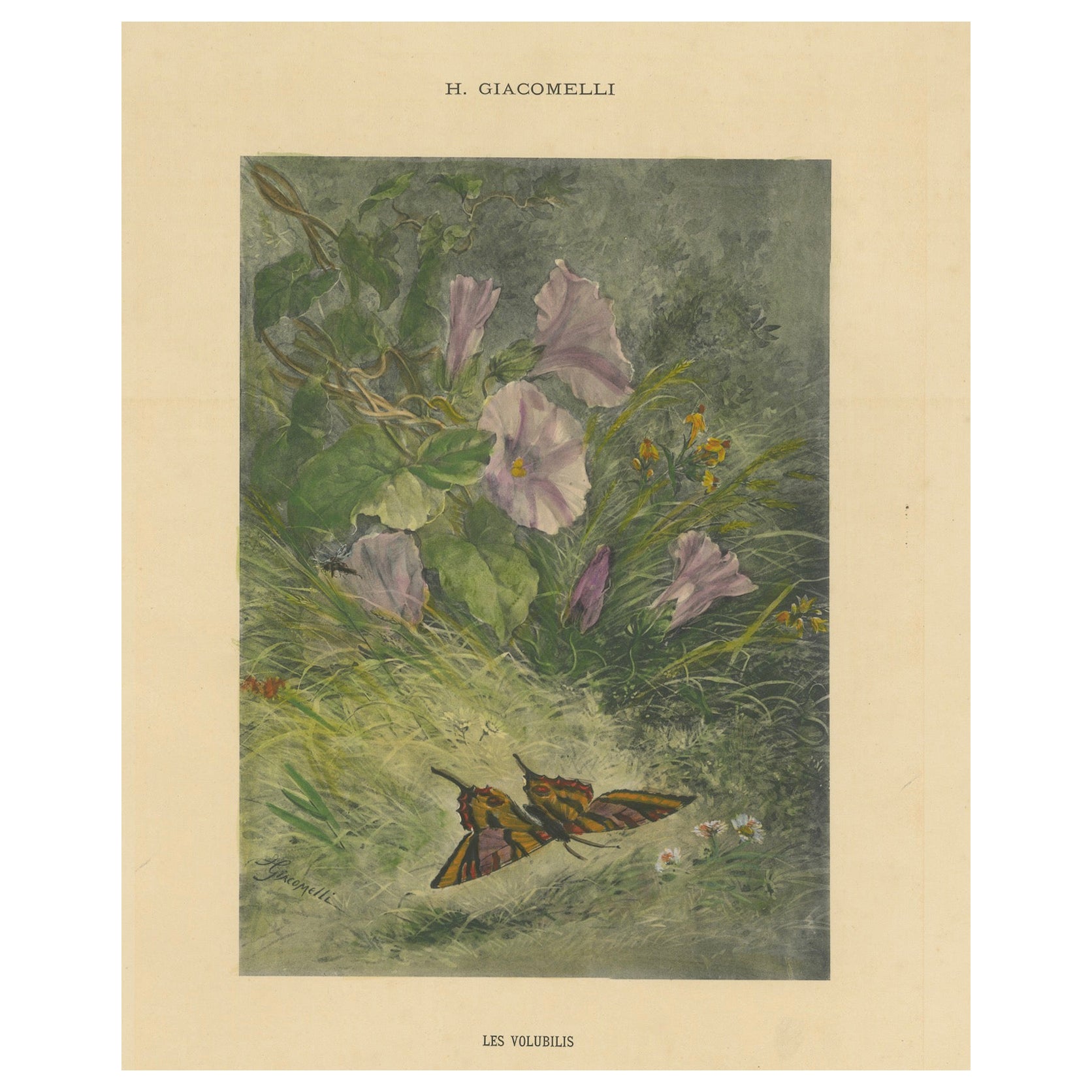 Glorie del mattino con farfalla - Stampa Nature di Giacomelli, CIRCA 1891