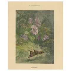 Morning Glories with Butterfly - Giacomelli’s Nature Print, Circa 1891