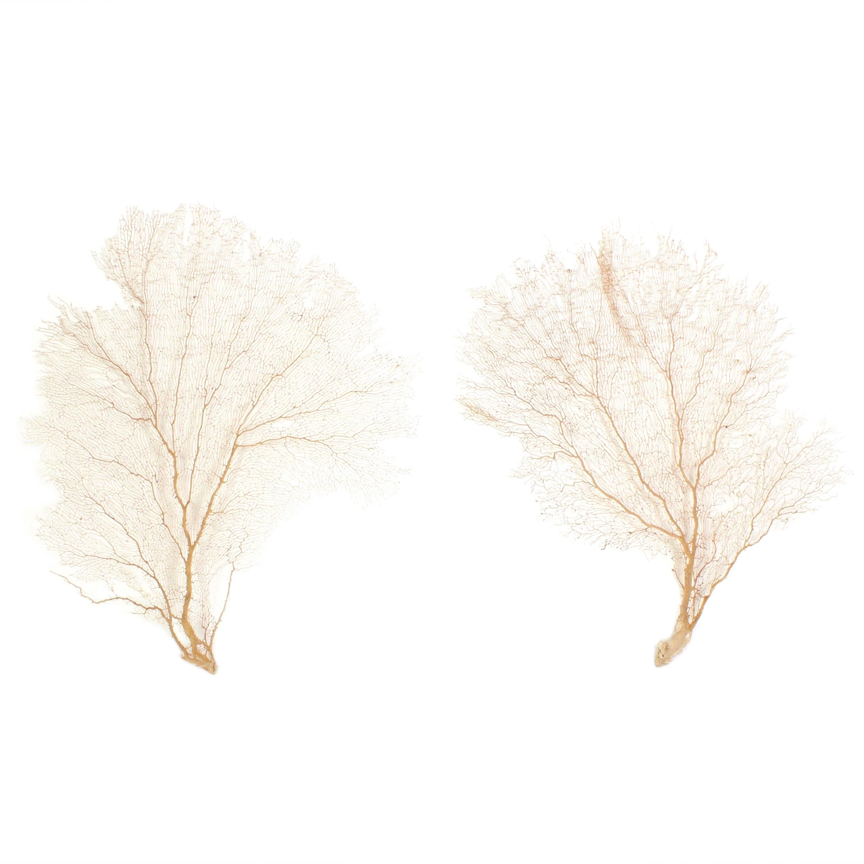 Large Authentic Pair of Sea Fans