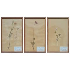 Collection of Three Swedish Pressed Botanical Specimens 9
