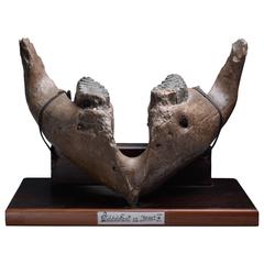 Antique Lower Jaw of a Straight Tusked Elephant