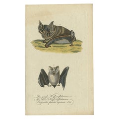 Susurros de la Noche: Elegancia Anatómica de los Murciélagos Herradura, 1775