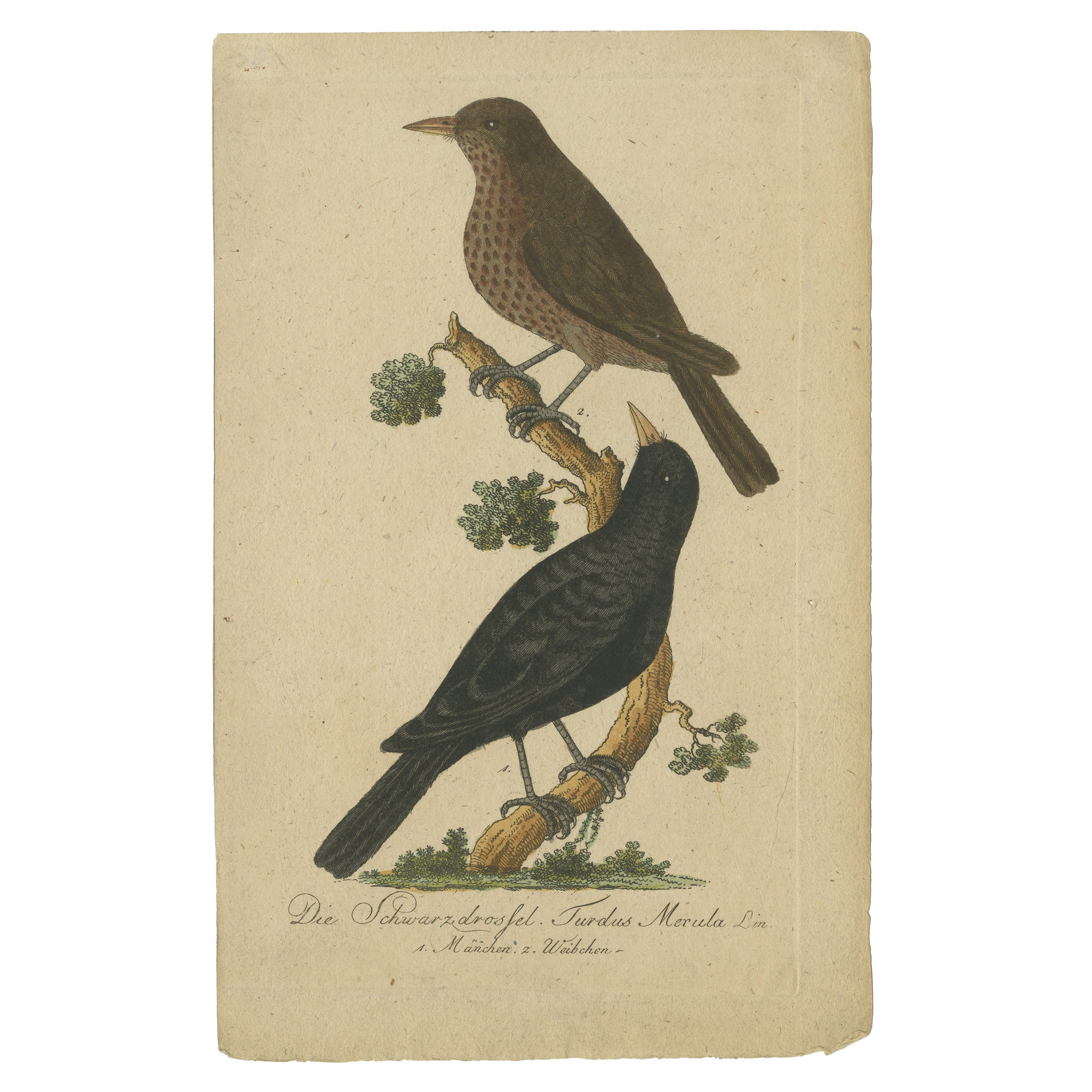 Harmonious Pair: Portraits of the Male and Female Common Blackbird, circa 1775 For Sale