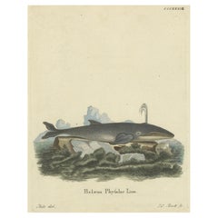 Majestic Depths: Original Engraving of a Bowhead Whale in its Arctic Realm