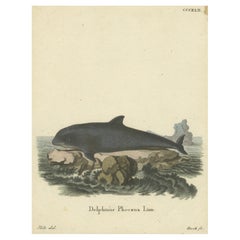 18th Century Hand-Colored Engraving of a Serene Navigator: The Harbor Porpoise
