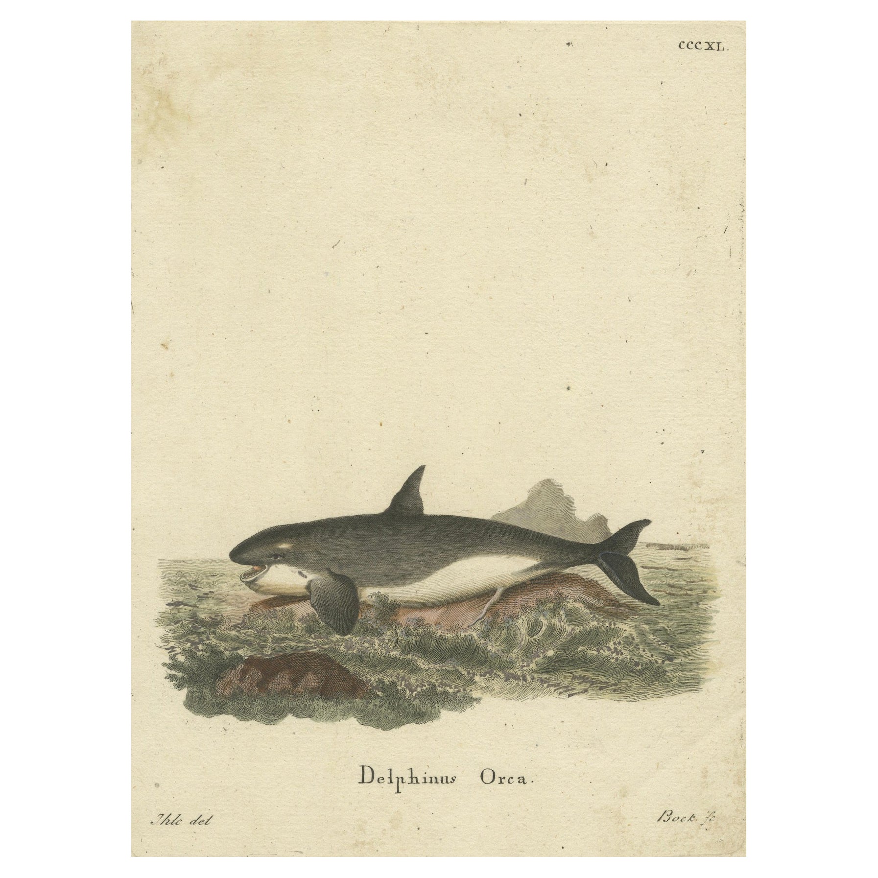 Monarch of the Depths: Historical Depiction of Delphinus Orca or Killer Whale