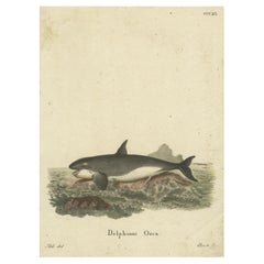 Monarch of the Depths: Historical Depiction of Delphinus Orca or Killer Whale