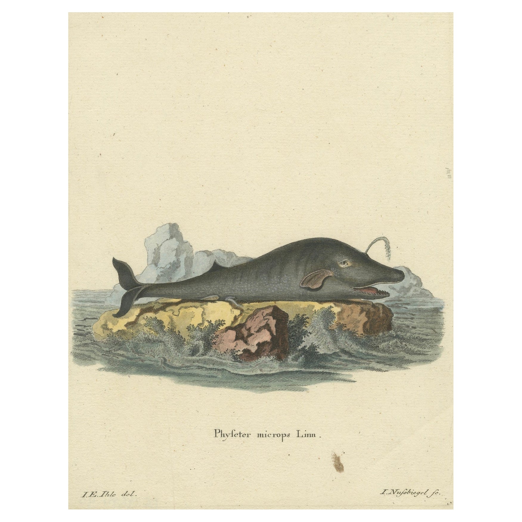 Leviathan of the Depths: The Sperm Whale in 18th Century Scientific Art