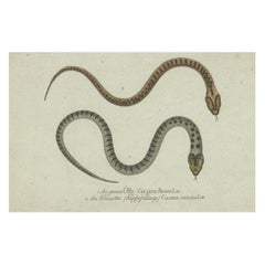 Antique Venom and Vibrance: A Study of European Vipers and North American Copperheads