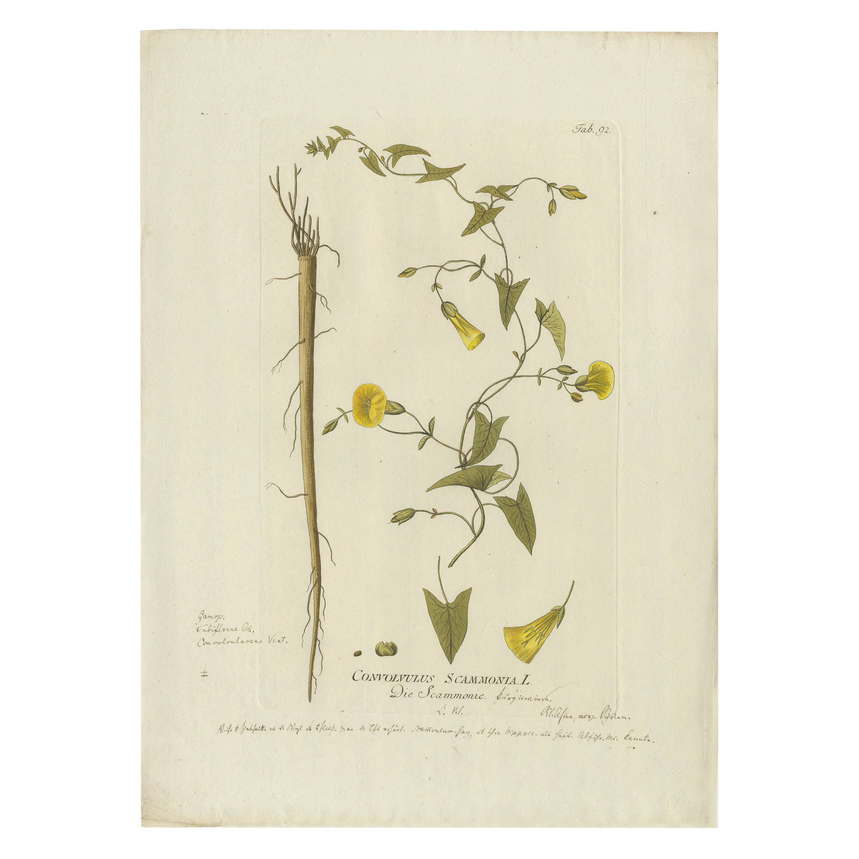 Grabado Vintage Scammony Vine - Icones Plantarum Medicinalium, 1788
