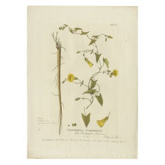 Grabado Vintage Scammony Vine - Icones Plantarum Medicinalium, 1788