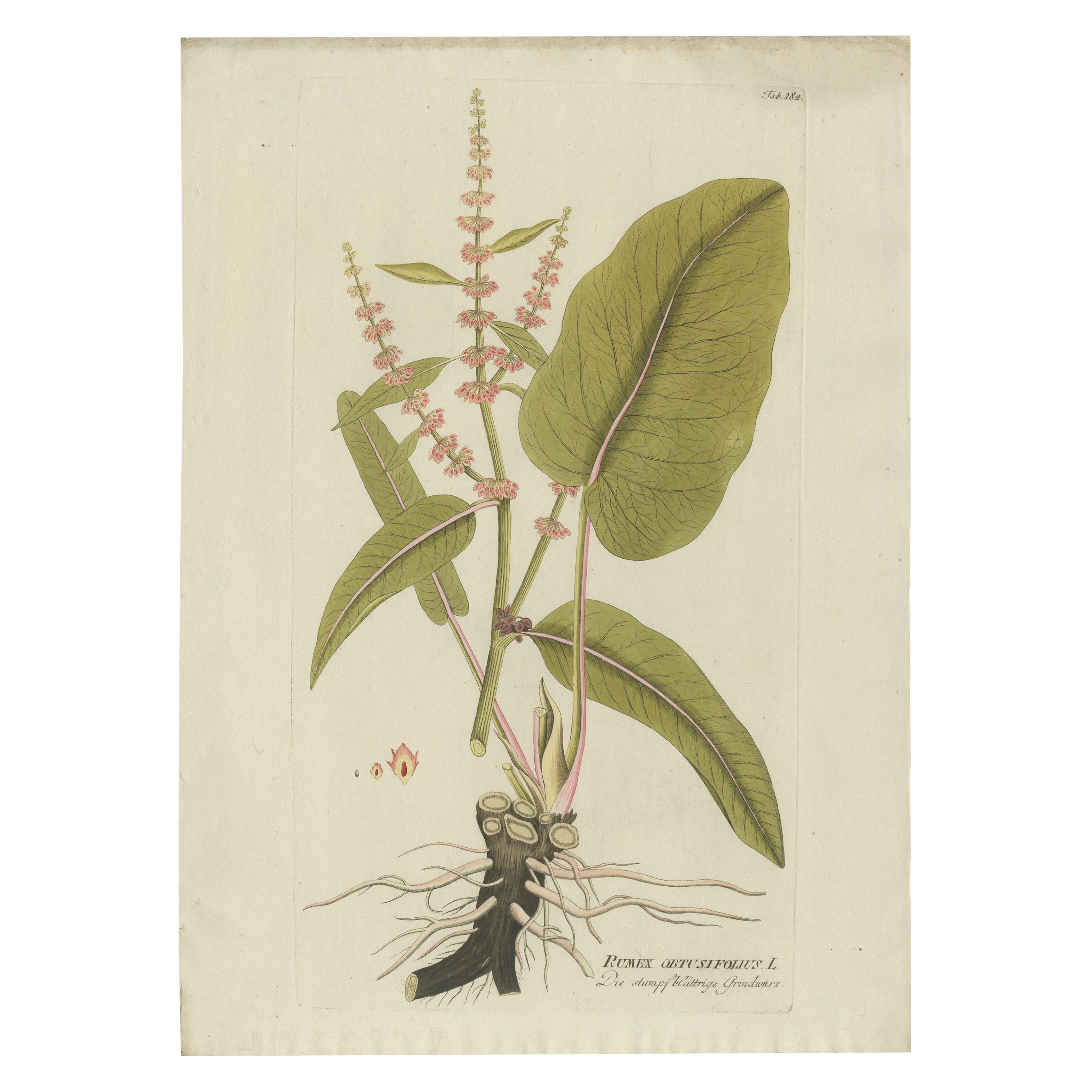 Elegante grabado de la planta del muelle de hoja ancha - Icones Plantarum Medicinalium, 1788