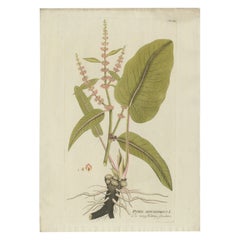 Elegante grabado de la planta del muelle de hoja ancha - Icones Plantarum Medicinalium, 1788