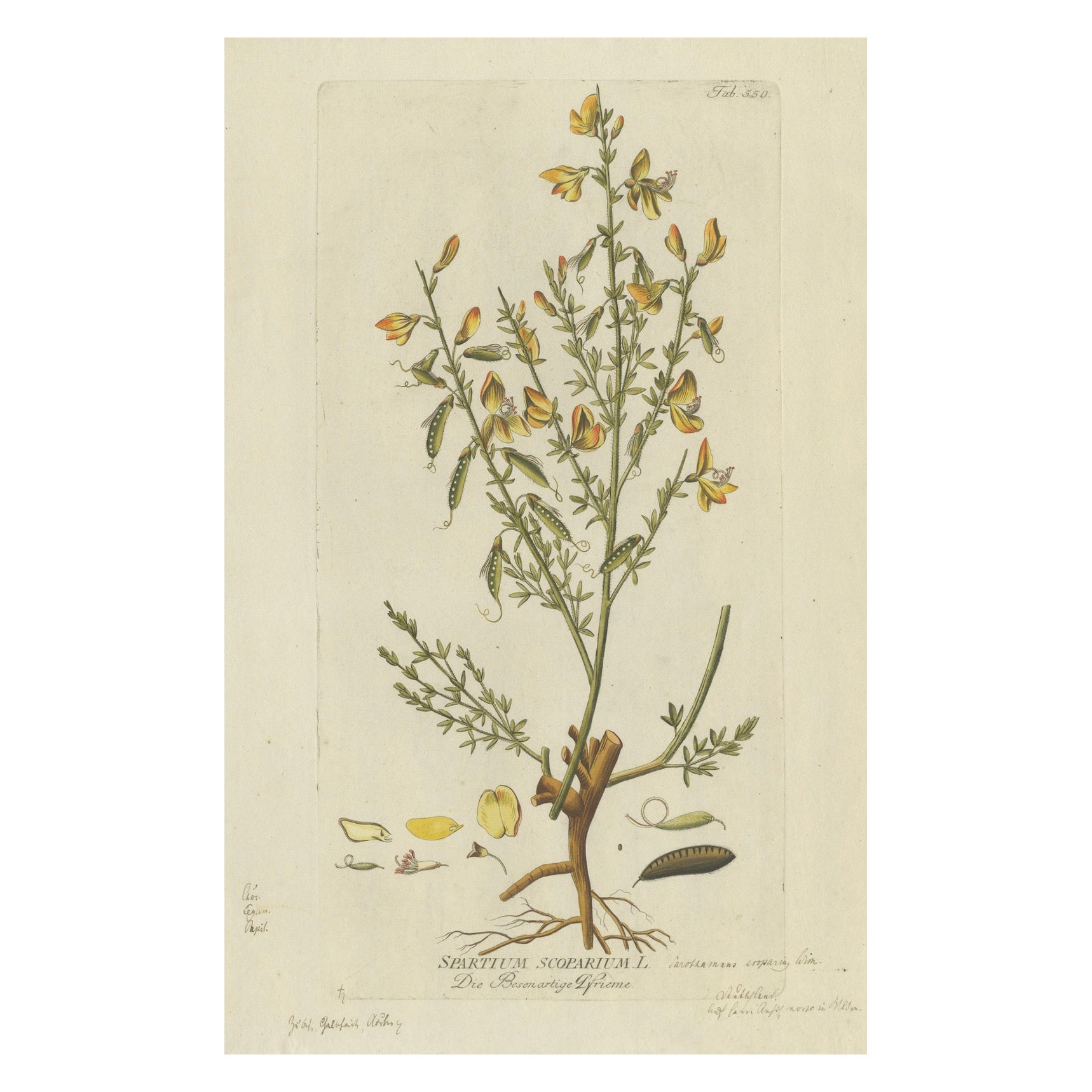 Escoba escocesa Grabado botánico - Icones Plantarum Medicinalium, 1788