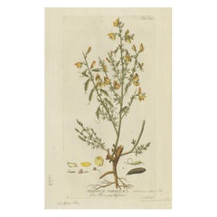 Scotch Broom Botanical Engraving - Icones Plantarum Medicinalium, 1788