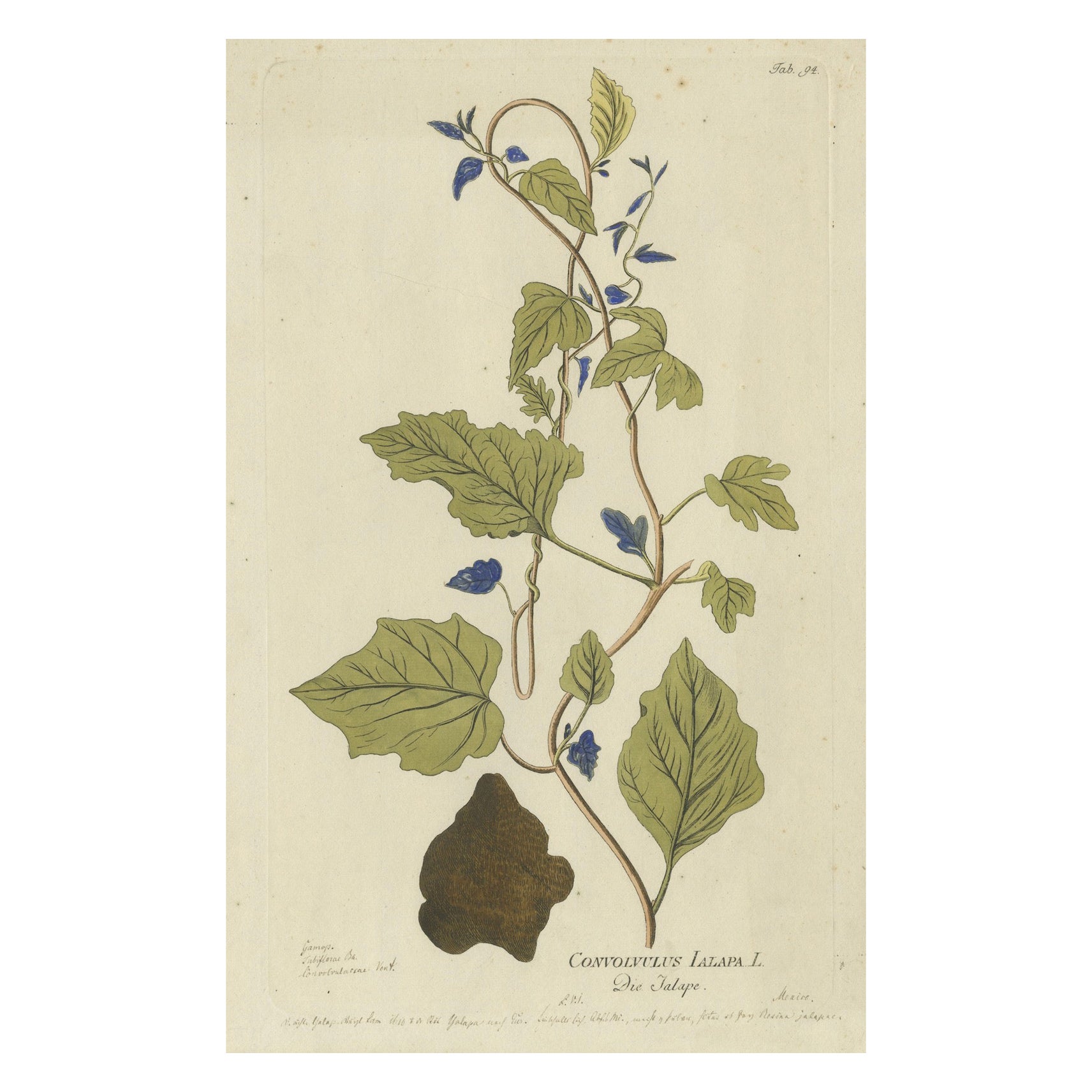 Convolvulus Jalapa Grabado Botánico - Icones Plantarum Medicinalium, 1788