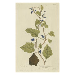 Convolvulus Jalapa Botanical Engraving - Icones Plantarum Medicinalium, 1788